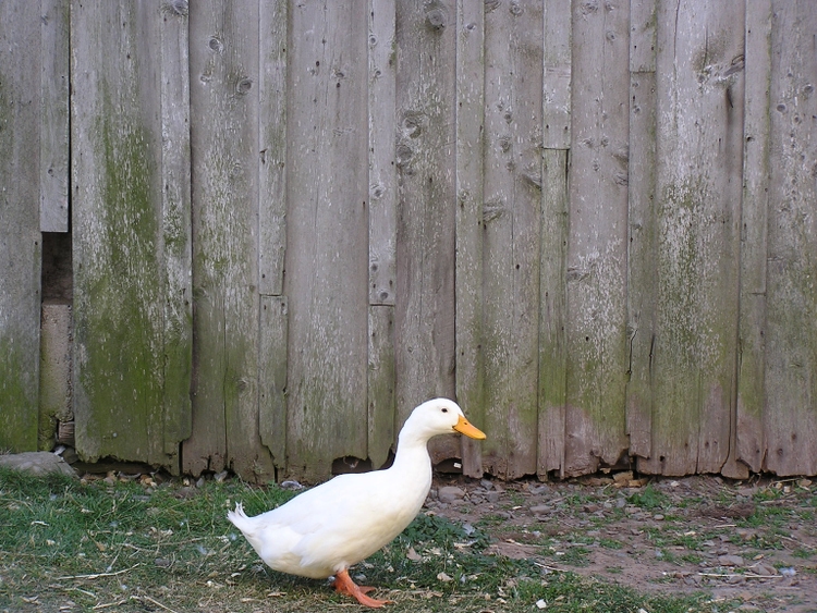 Famous Looking White Duck