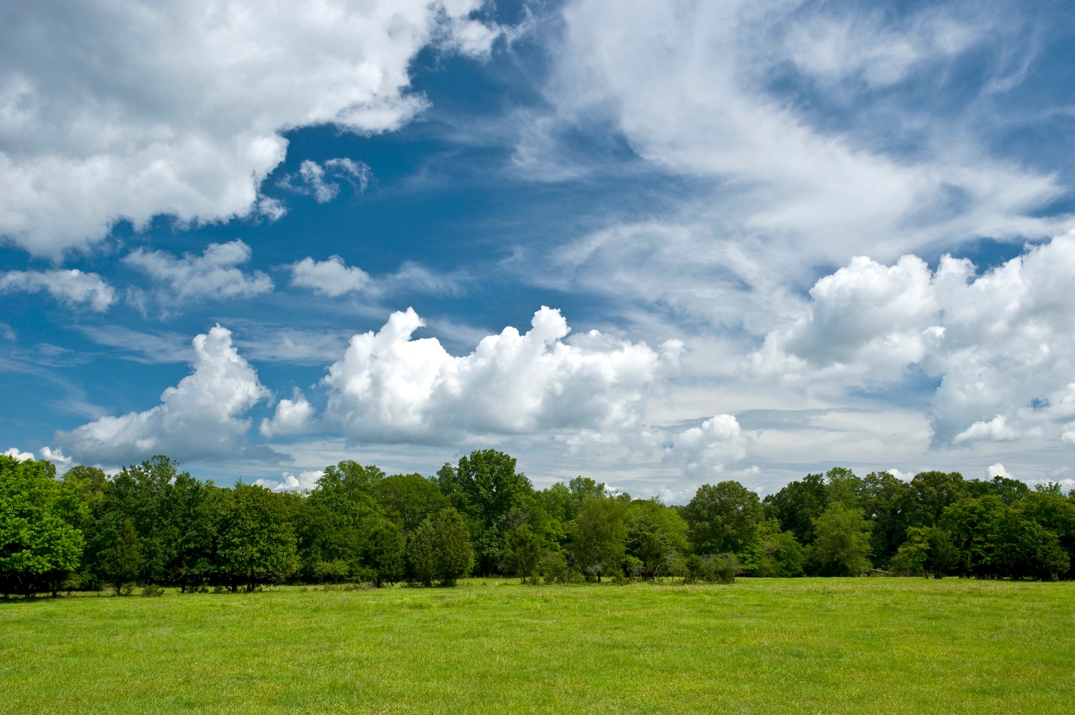 Trees Do Not Grow To The Sky