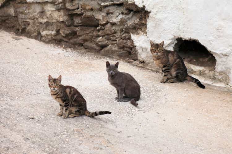 Three stray cats lined up on a Spanish street.