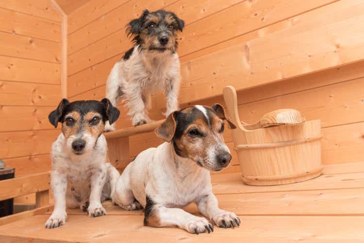 A group of cute small Jack Russell Terrier dogs in the wooden spruce sauna