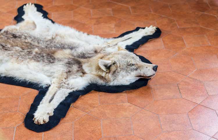 Shot of the skin of the wolf in the hunting room of the house. Hunting