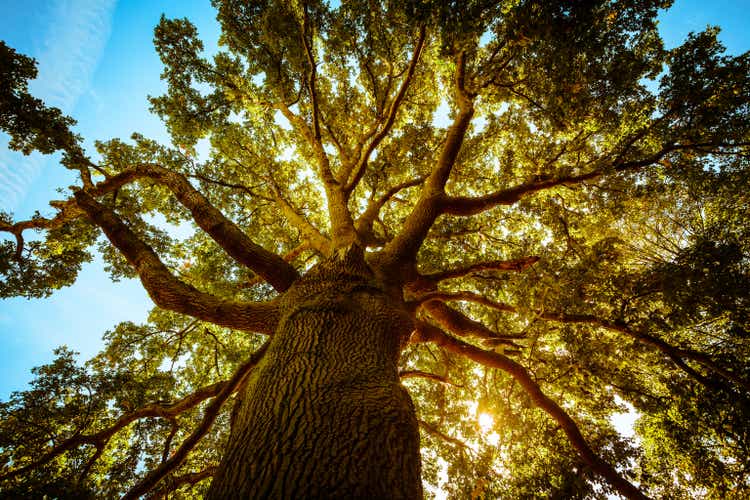 Tall Green Tree in Spring