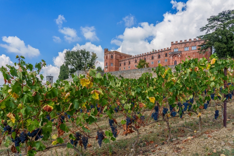 vigneto sotto Castello Brolio in Chianti, Toscana, Italia