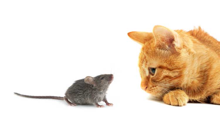 A gray mouse with an orange cat