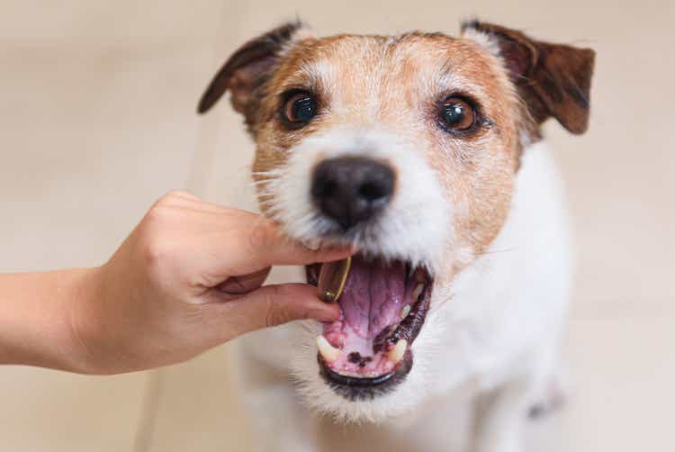 Dog takes medicine by swallow a drug in capsule