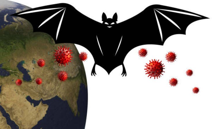 Bat, infectious disease. Nipah bat virus. Nipah virus concept, Nipah henipavirus, Hendra virus, incephalitis. Lung and brain disease, covid 19.