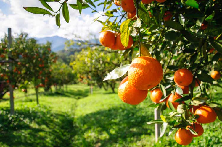 Orange tree