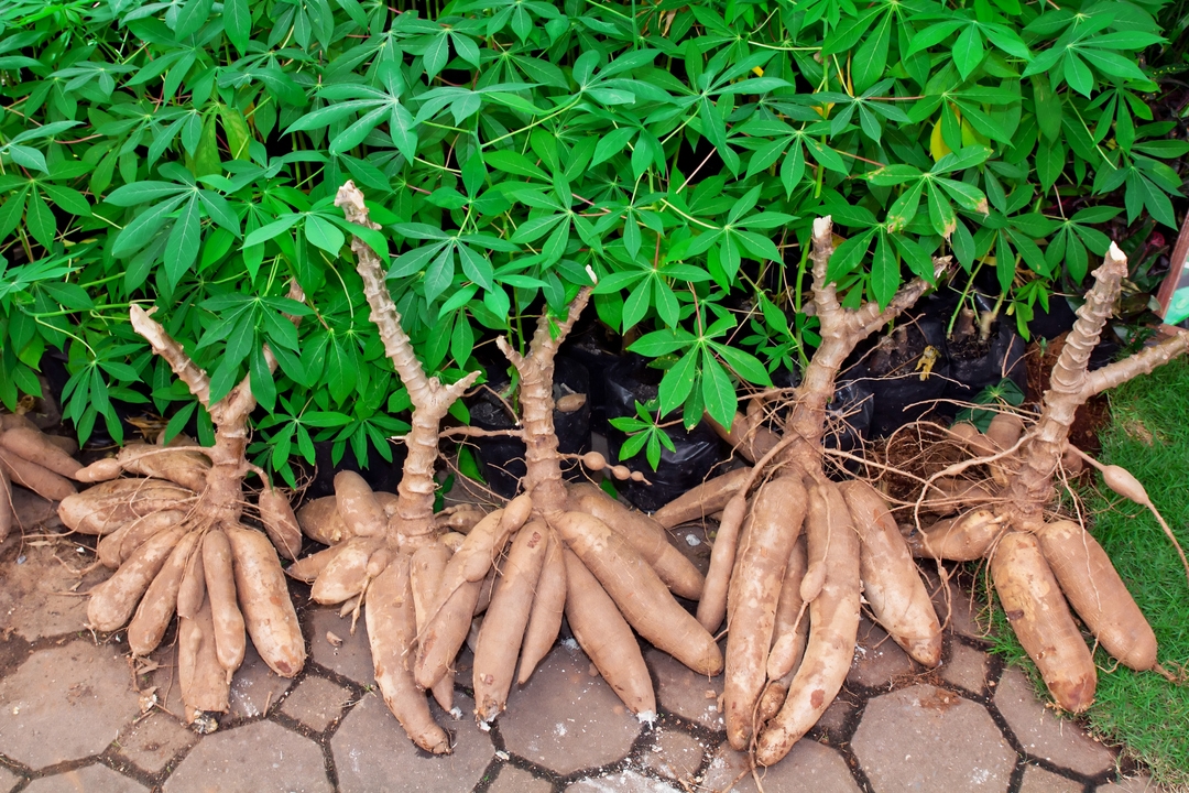 Cassava Sciences Is This Battleground Stock A Buy Or Sell NASDAQ 