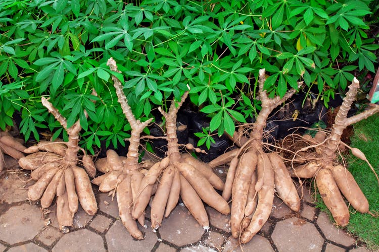 Tapioca Plants Cassava