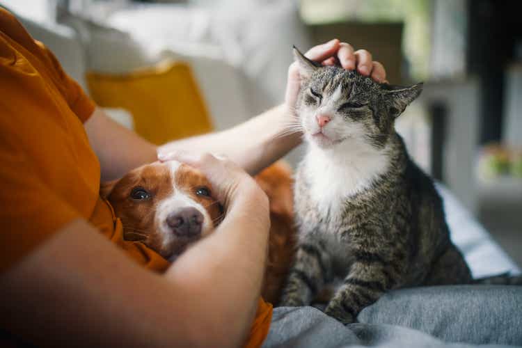 Pet owner petting her old cat and dog together