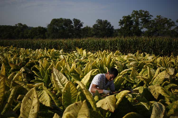 Tobacco Harvesting Underway In Kentucky