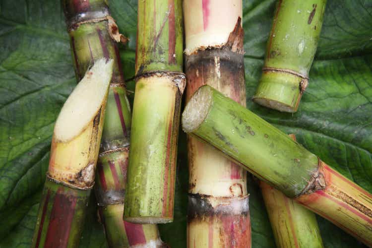 Detail of Sugar Cane