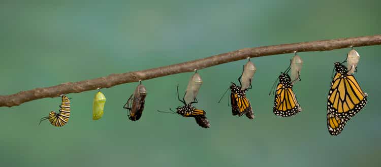 Monarch Butterfly emerging from it"s chrysalis