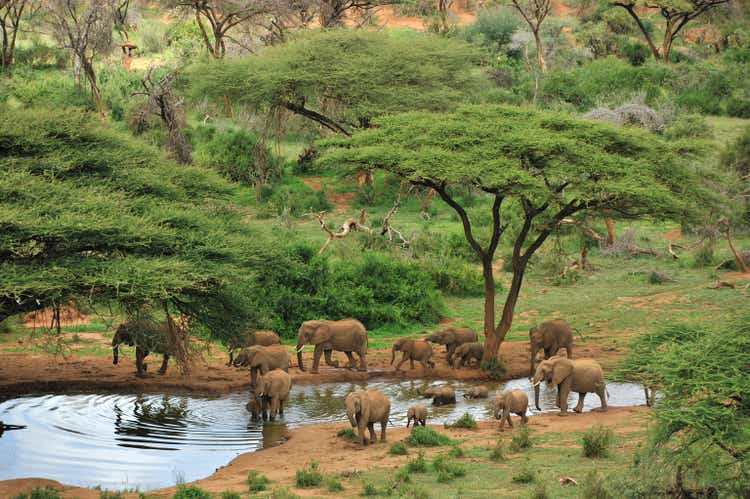 Wide angle photograph of some grey elephants at a waterhole