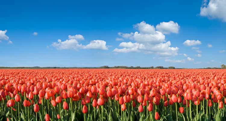 Orange Tulip Field