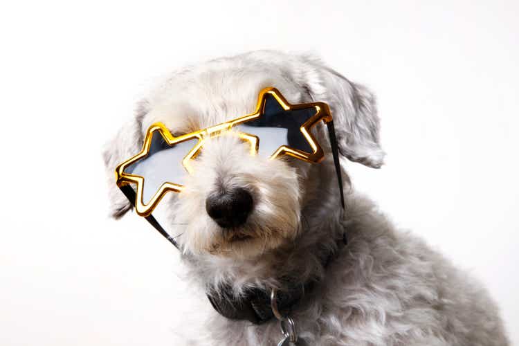 Dog Wearing Gold Star Sunglasses