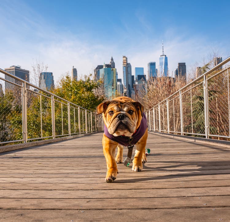 Bulldog walking towards the camera in Brooklyn Bridge Park, New York
