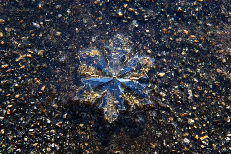 Large Crystal Snowflake on Wet Asphalt