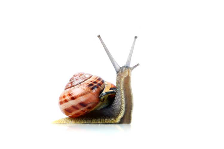 Snail, Isolated on White