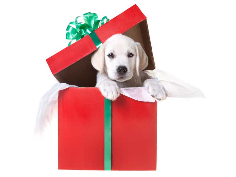 Christmas puppy in gift box