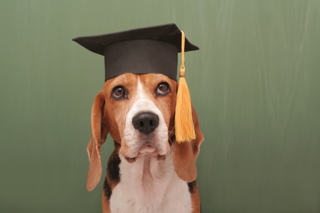 Well Educated Dog