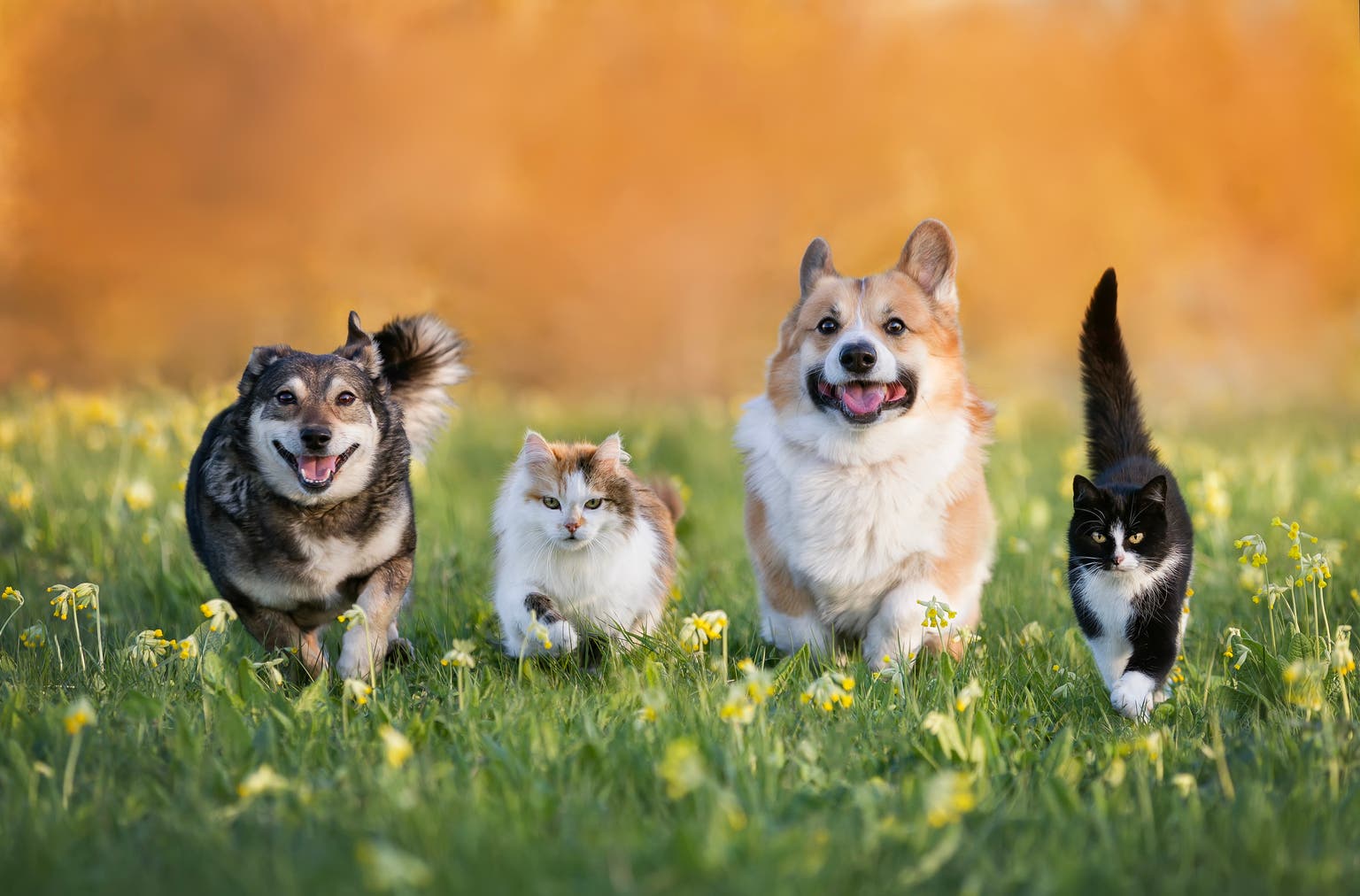 Chewy Q1 Preview: I Wanted To Buy This Stock, Then I Saw The Financials