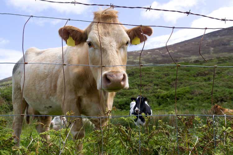 cow behind fence