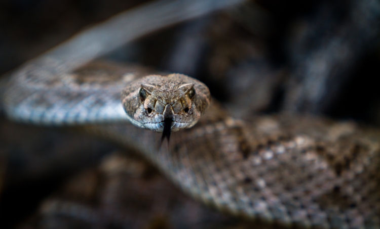 Diamondback Rattlesnake