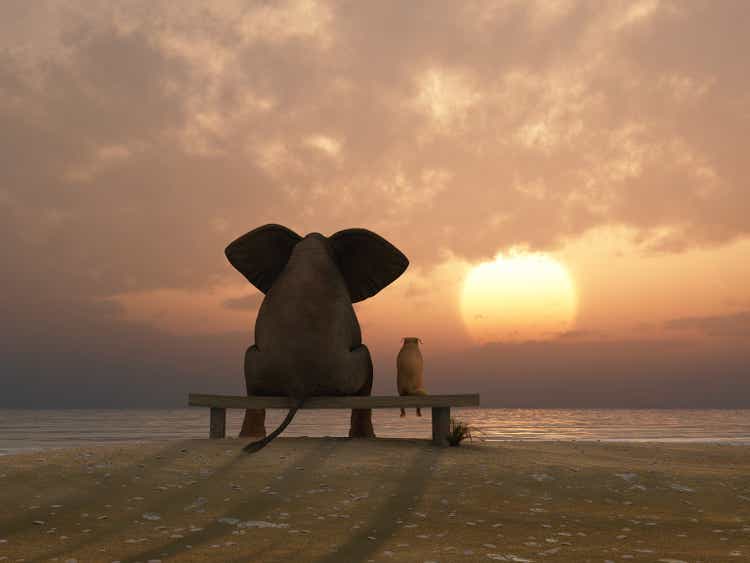 elephant and dog sit on a summer beach