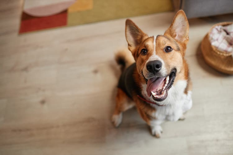 Happy Dog Looking Up at Camera with Smile