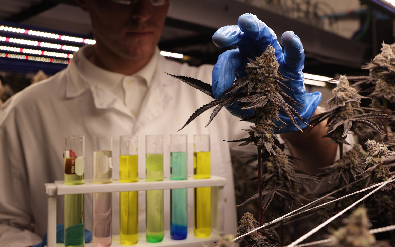 InterCure: A Cannabis Industry Leader Still Flying Under The Radar