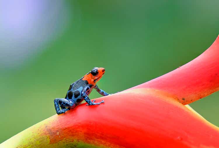 Blessed poison frog, Ranitomeya Benedicta "red headed" on a red and yellow heliconia flower stem