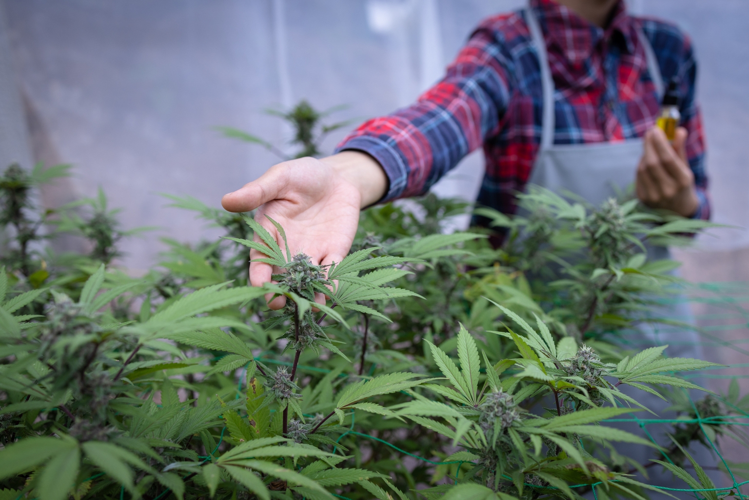 NewLake Capital Partners: This Double-Digit Yield Cannabis REIT Is Just Getting Started