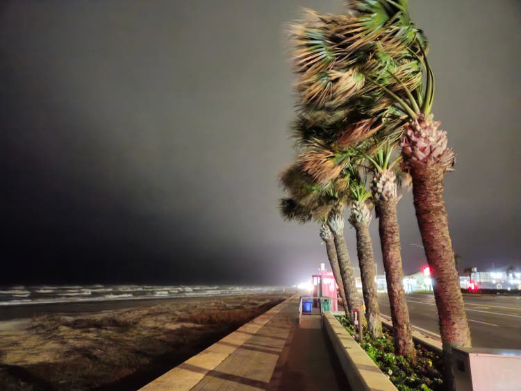 Palm Trees Being Blown By Heavy Winds