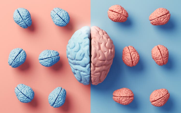 Anatomy of Right and Left Lobes of Human Brain on Soft Colored Background