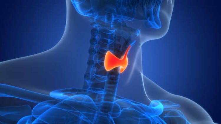 Human Body Glands Thyroid Gland Anatomy