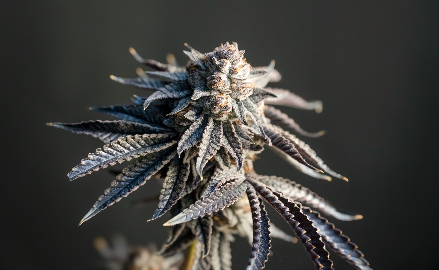 seekingalpha.com - Alan Sumler - Tilray Stock: Federal Rescheduling Of Cannabis May Ignite Sector Rally (NASDAQ:TLRY)