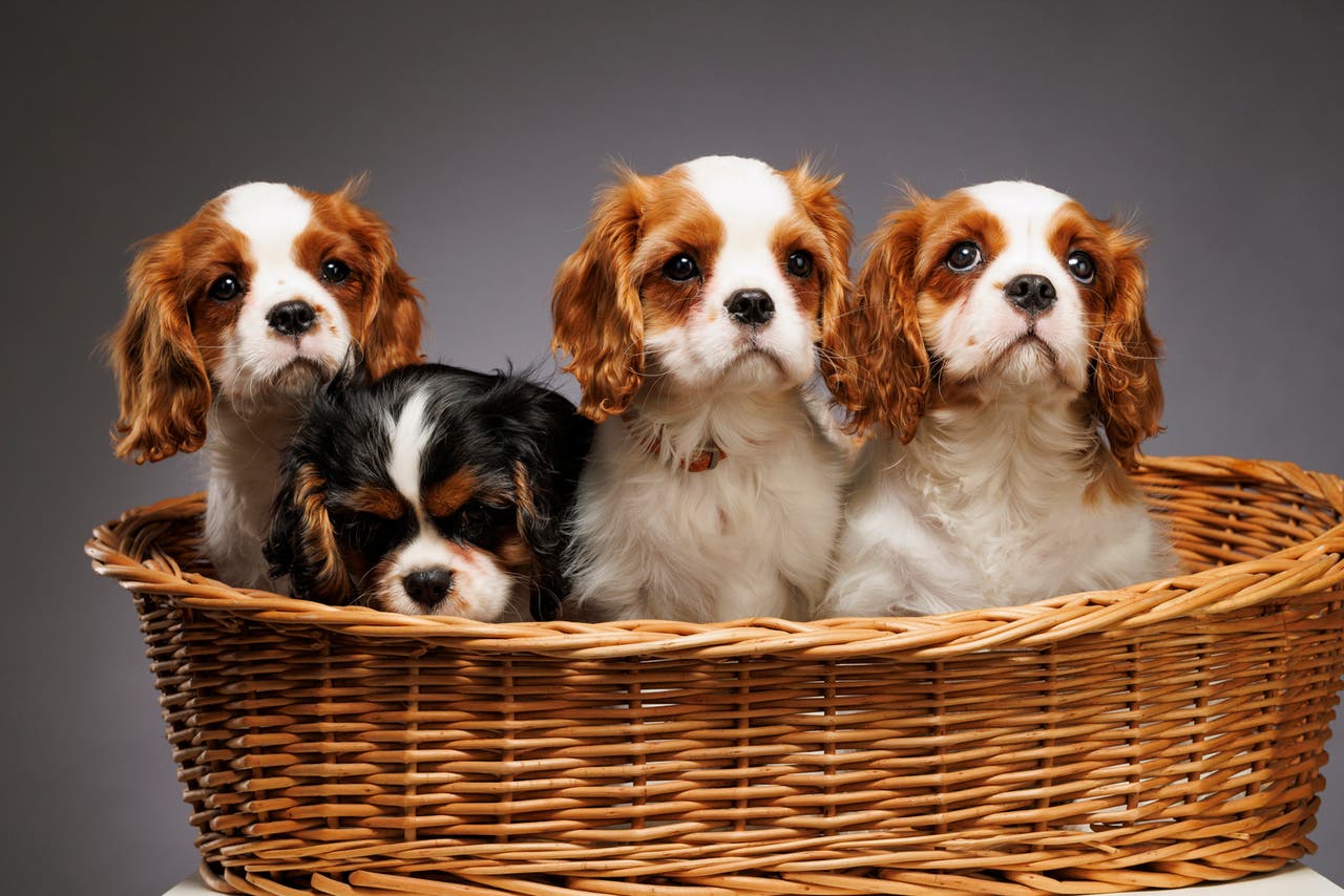 Cavalier King Charles Spaniel Storage Basket