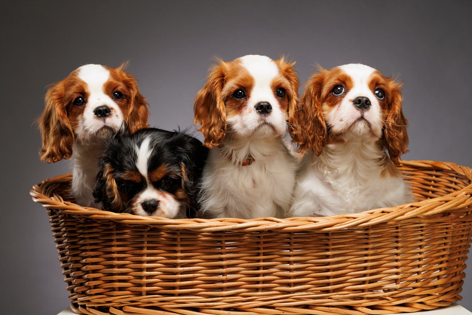 Cavalier King Charles Spaniel Storage Basket