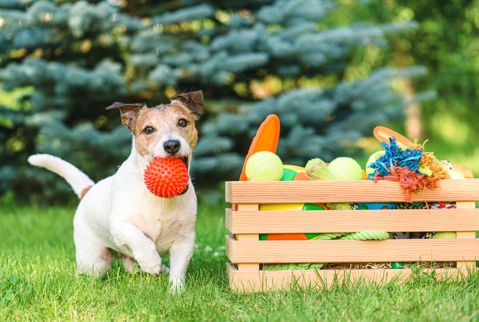 Dogs Of The S&P 500 Fetch 11 June 'Safer' Dividend Buys