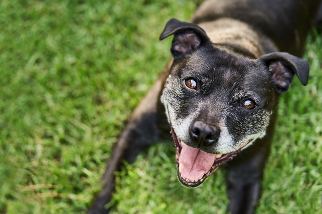 Staffordshire bull terrier sitting outside on a some grass in its back yard