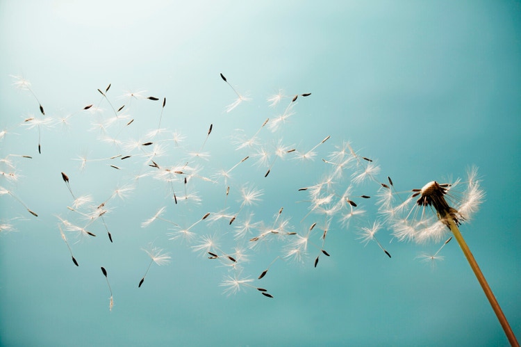 Dandelion (Taraxacum) in the wind