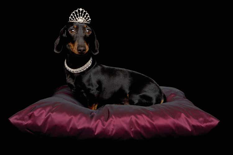 Miniature Dachshund wearing diamante collar and tiara on silk cushion in studio