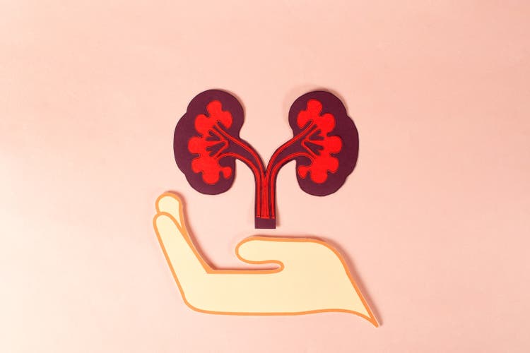 Hand holding kidney, anatomy donation paper cut, health care, organ donation.