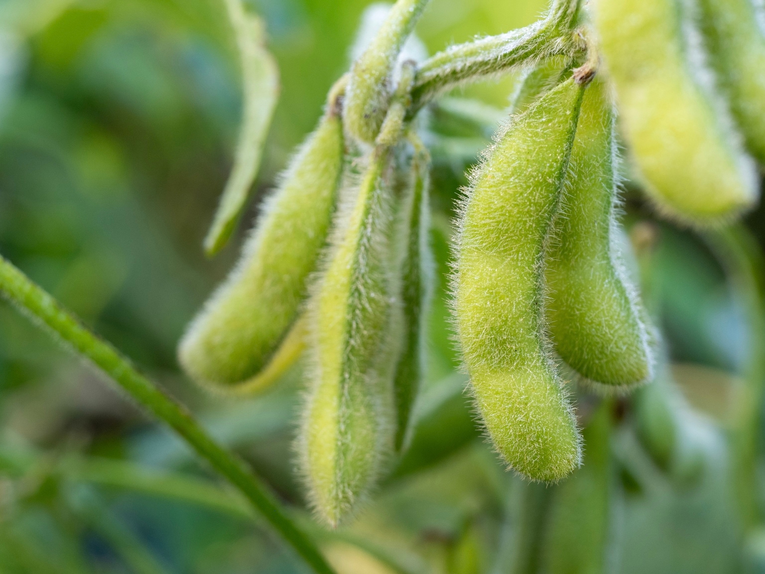 SOYB ETF: A Gateway to Volatile Soybean Price Exposure (NYSEARCA:SOYB) |  Seeking Alpha