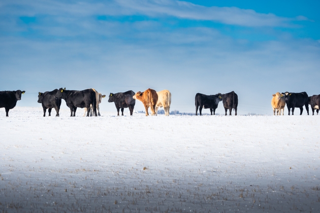 Winter Cattle on snow covered field in Western Canada
