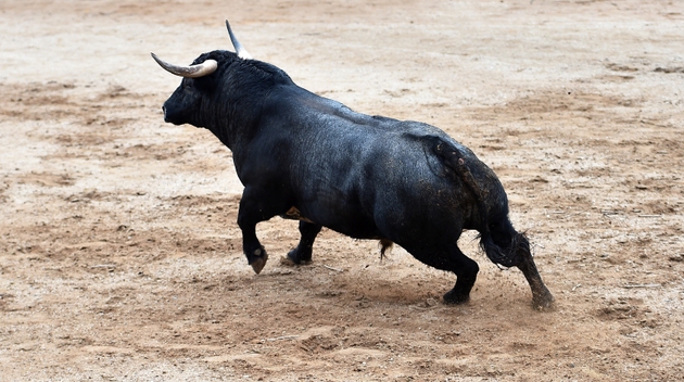 Bull