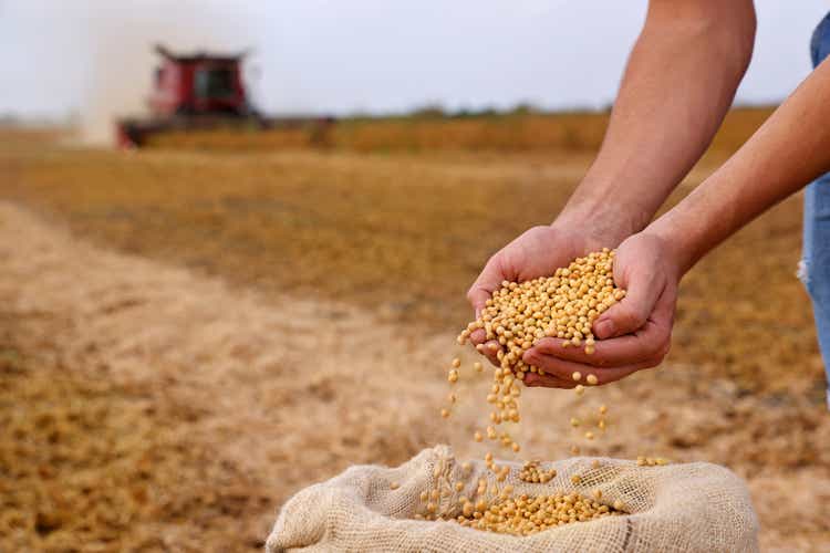 Soybean seeds in the hands of a young, successful farmer, in the background a combine harvester working in a soybean field