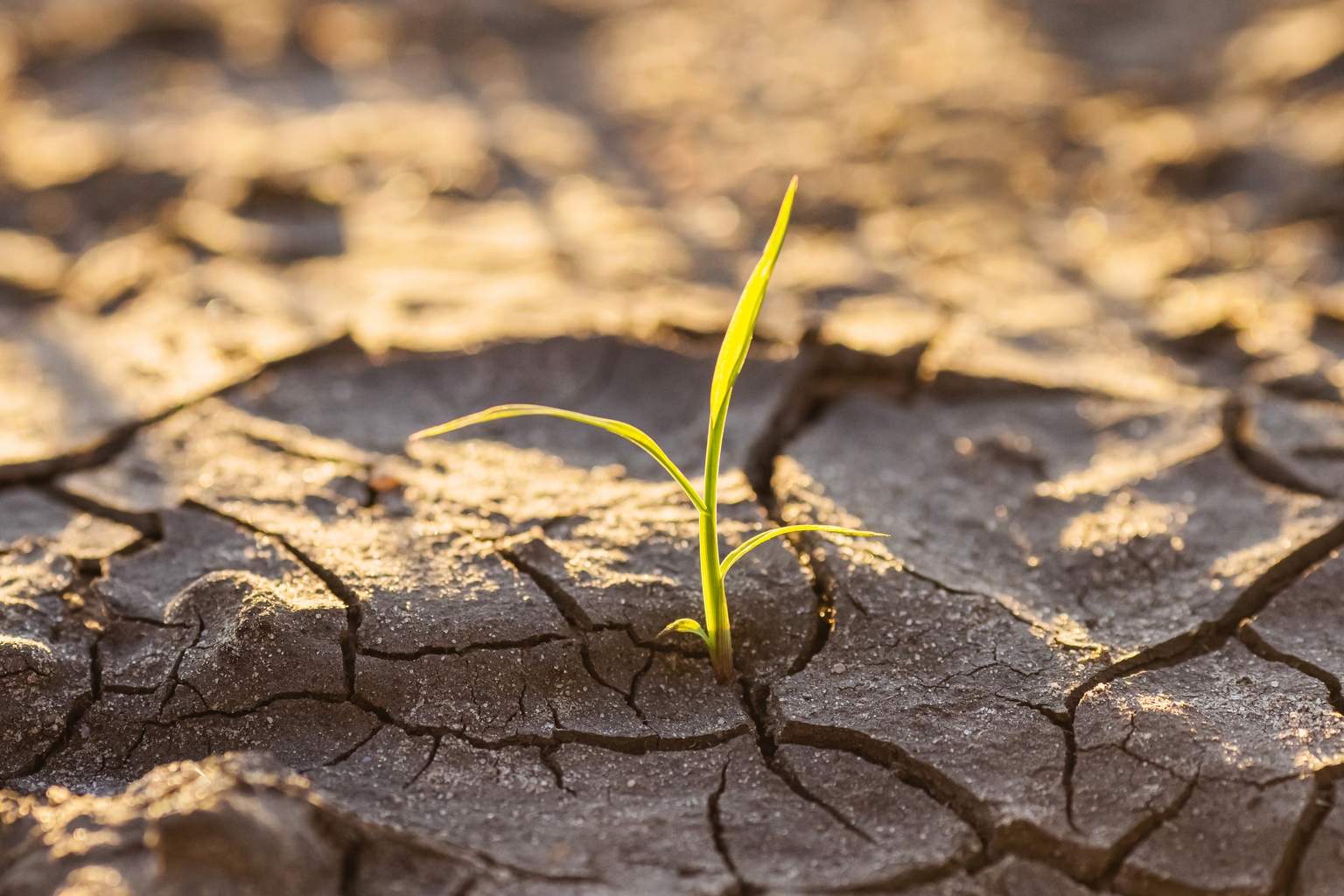 Carlyle Secured Lending: Dividend Restoration, Fed Rate Cuts, NAV Discount Carlyle Secured Lending: Dividend Restoration, Fed Rate Cuts, NAV Discount