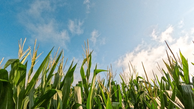 Healthy Green Corn Crops in an Agricultural Field